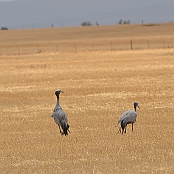 "Blue Crane" Agulhas National Park, South Africa
